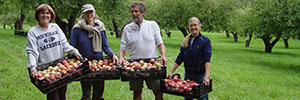 Volunteers help pick apples Volunteers help pick apples